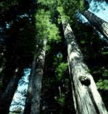 Oldest trees in the world