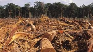 Destruction of the Amazon Rainforest